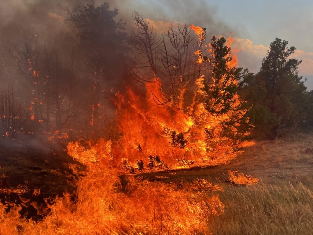 Wildfire