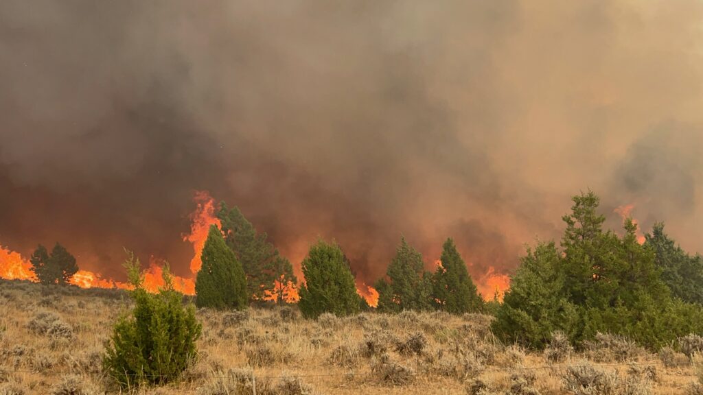 Wildfire