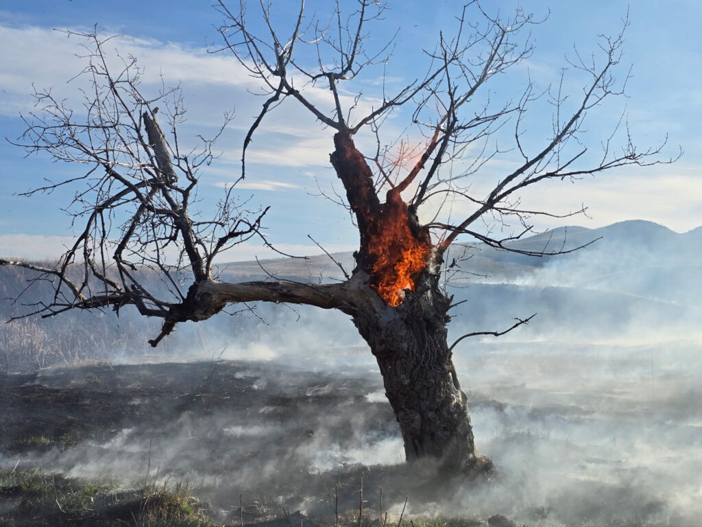 Lone tree burning in a smoky field