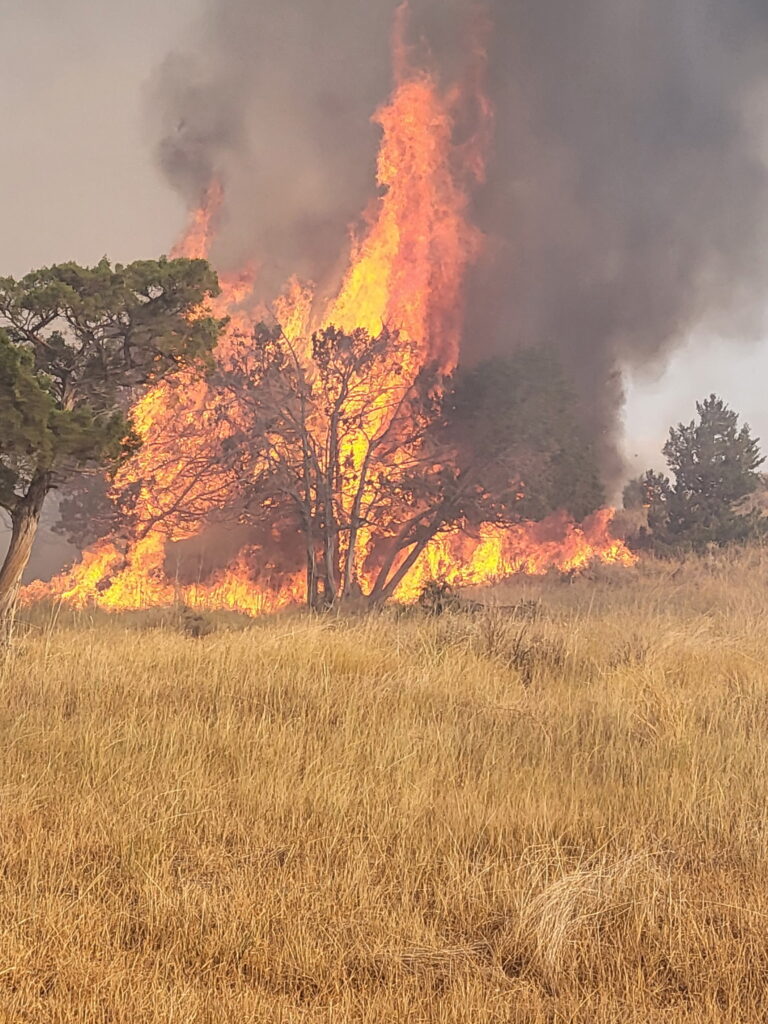 Tree burning over dry grass