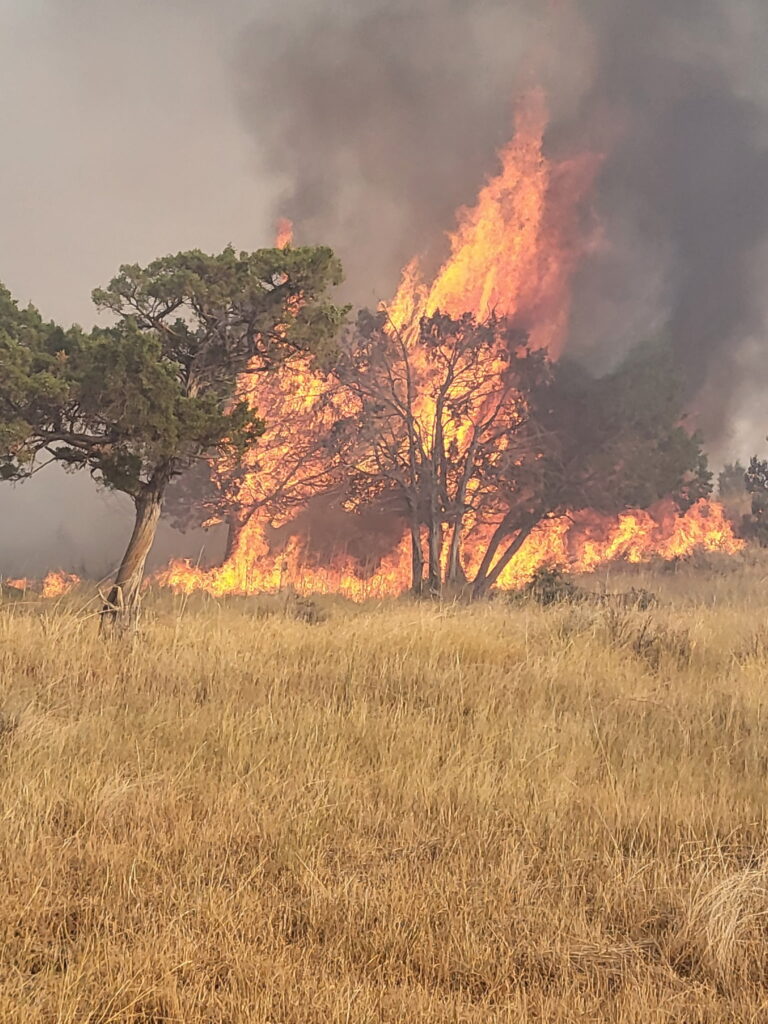 Tree engulfed in flames above dry grass